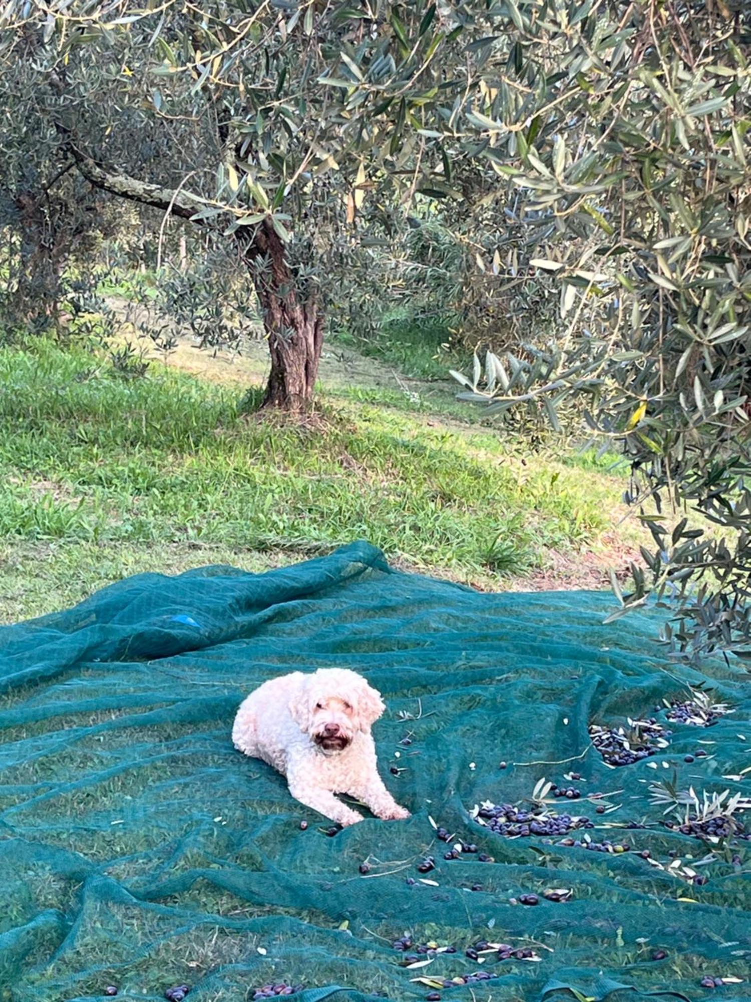 Agriturismo Due Comuni San Gervasio Buitenkant foto